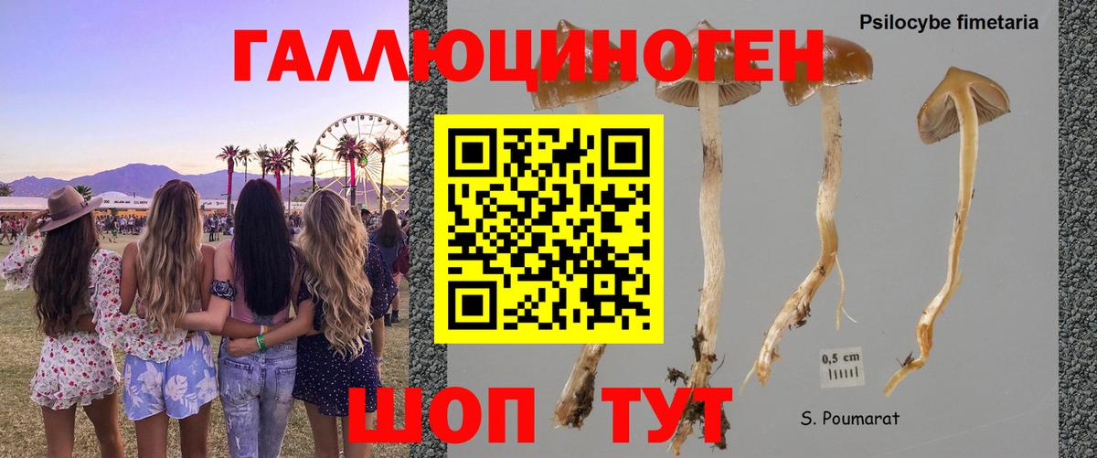 Псилоцибиновые грибы Psilocybine cubensis Кимовск